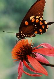 A beautiful LIVING butterfly, it's liberty is it's LIFE !